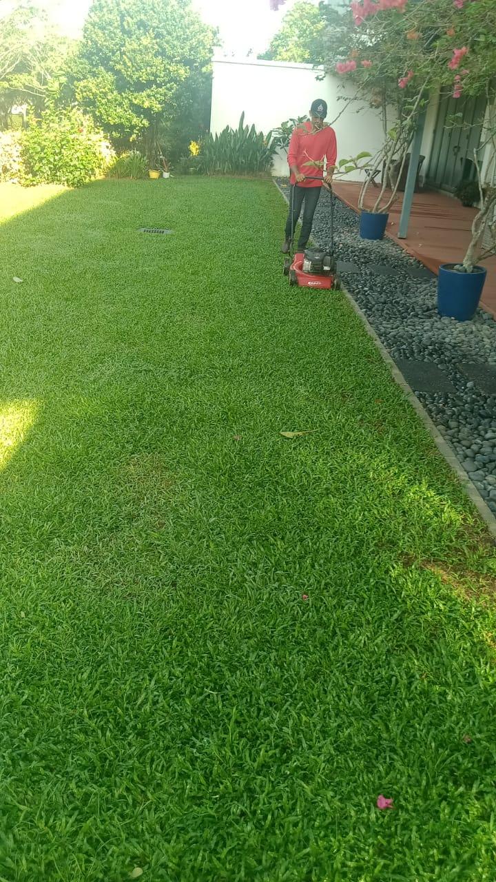 Residential lawn mowing service