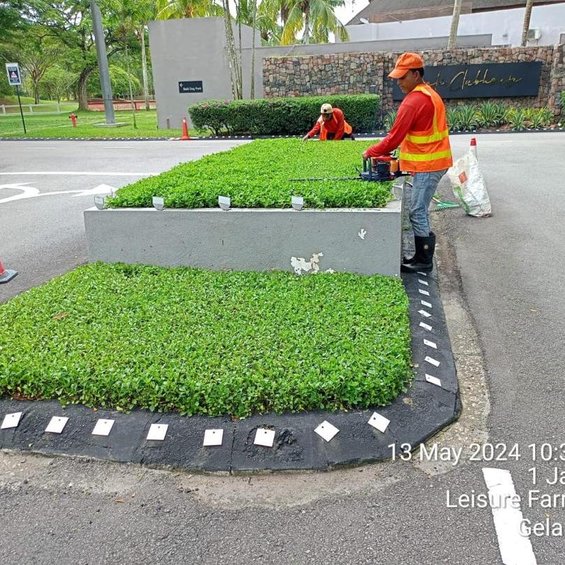 Hedge cutting Leisure Farm entrance