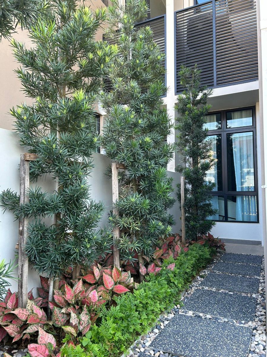 Podocarpus feature trees against house with foliage beds and pebble path