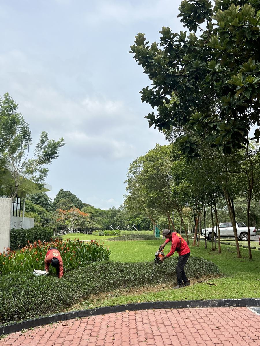 Highland Landscapes crew trimming hedges with power trimmers