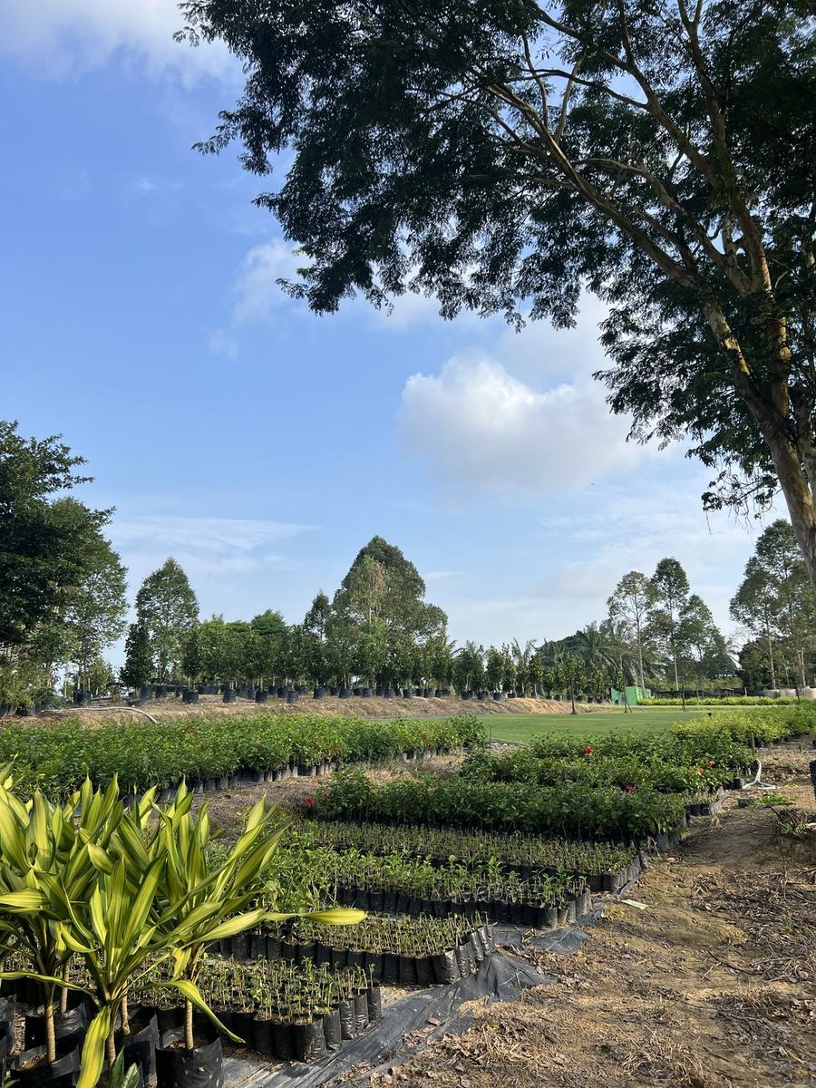 Rows of potted plants and saplings at the Highland Landscapes nursery