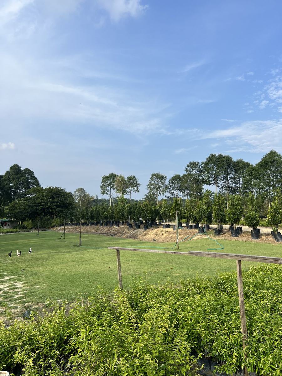 Highland Landscapes nursery growing field with rows of potted trees and lawn