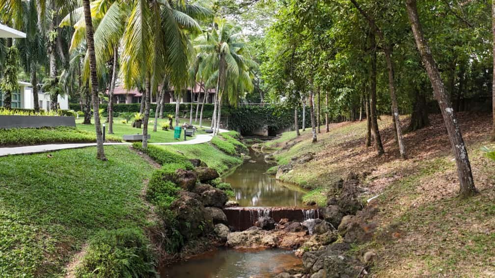 Landscaped stream with small waterfall and palms