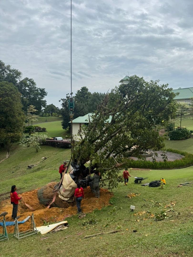 Mature tree transplant with crane and crew at clubhouse grounds