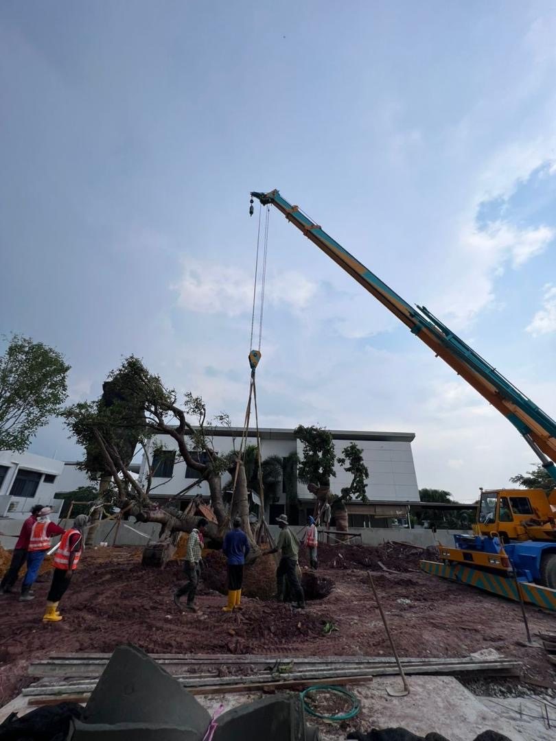 Crew and crane positioning a mature tree into a planting pit on site